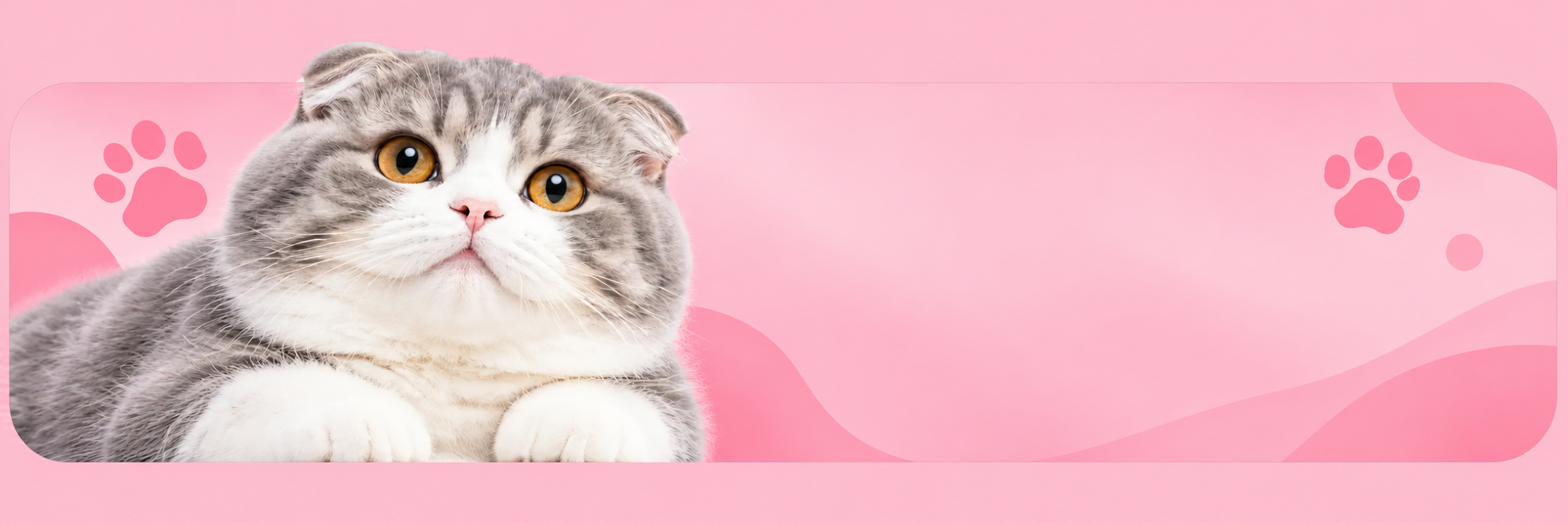 Kucing British Shorthair gemoy