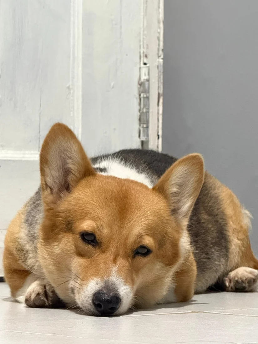 Corgi tricolor